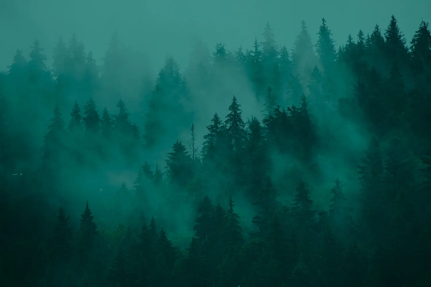Misty landscape with fir forest in hipster vintage retro style
